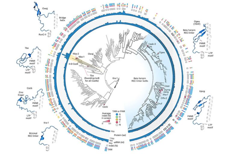 Rationale engineering generates a compact new tool for gene therapy