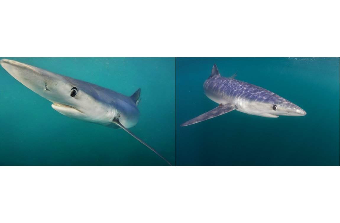 Merging AI and underwater photography to reveal hidden ocean worlds Merging AI and underwater photography to reveal hidden ocean worlds