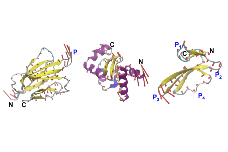 MIT engineers design proteins by their motion, not just their shape MIT engineers design proteins by their motion, not just their shape